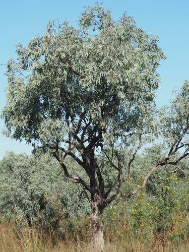 Eucalyptus microtheca observed 2023-05-18