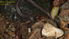 Hebius vibakari