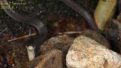 Hebius vibakari