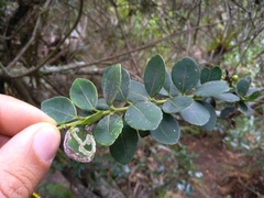 Ilex kunthiana