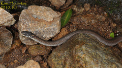 Hebius vibakari