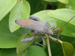 Anoplocnemis