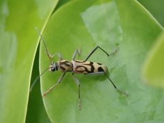 Chlorophorus annularis
