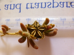 Drosanthemum hispifolium