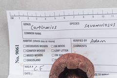 Cortinarius squamulosus image