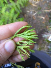 Diphasiastrum thyoides