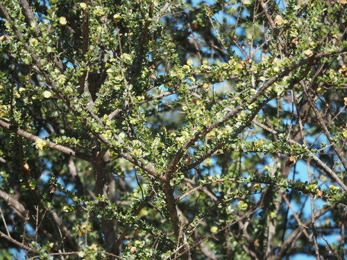 Macropteranthes kekwickii observed 2023-05-18