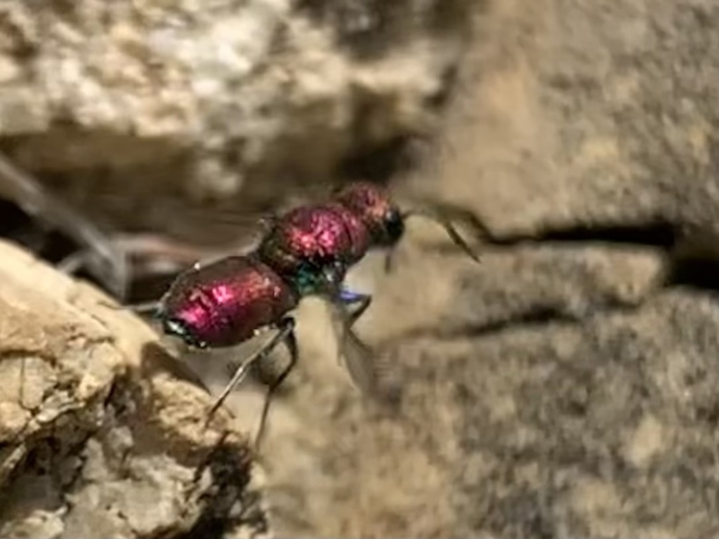 Chrysis varidens