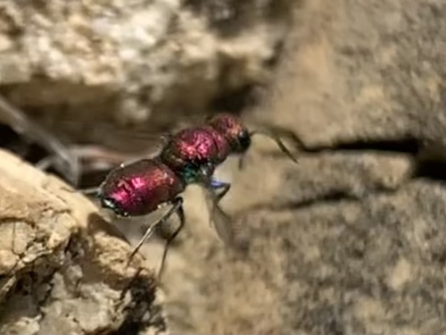 Chrysis varidens