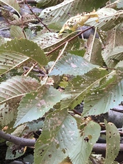 Xanthogaleruca luteola