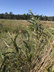 Salix caroliniana
