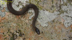 Hebius vibakari
