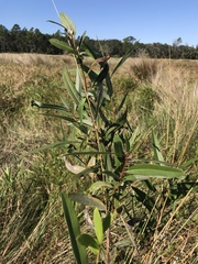 Salix caroliniana