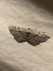 Cymatophora approximaria