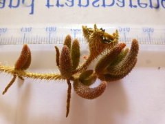 Drosanthemum hispifolium