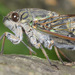 Tsuku-tsuku-boushi Cicada - Photo (c) Kim, Hyun-tae, some rights reserved (CC BY), uploaded by Kim, Hyun-tae