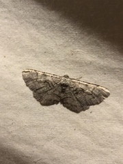 Cymatophora approximaria