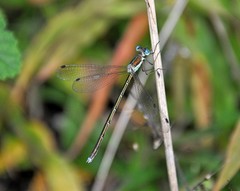 Lestes japonicus