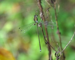 Lestes temporalis