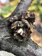 Callirhytis quercuscornigera