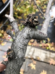 Callirhytis quercuscornigera