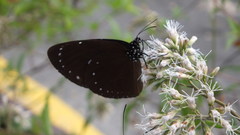 Euploea tulliolus koxinga