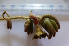 Drosanthemum hispifolium