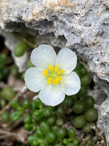 Portulaca caulerpoides