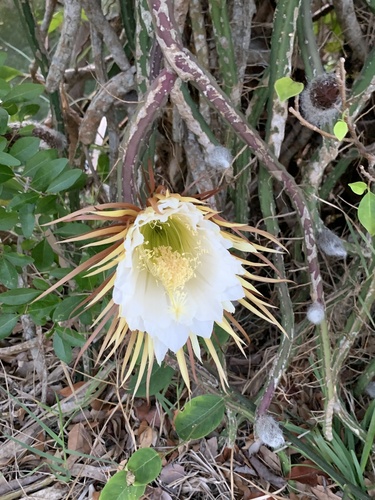 Selenicereus pteranthus