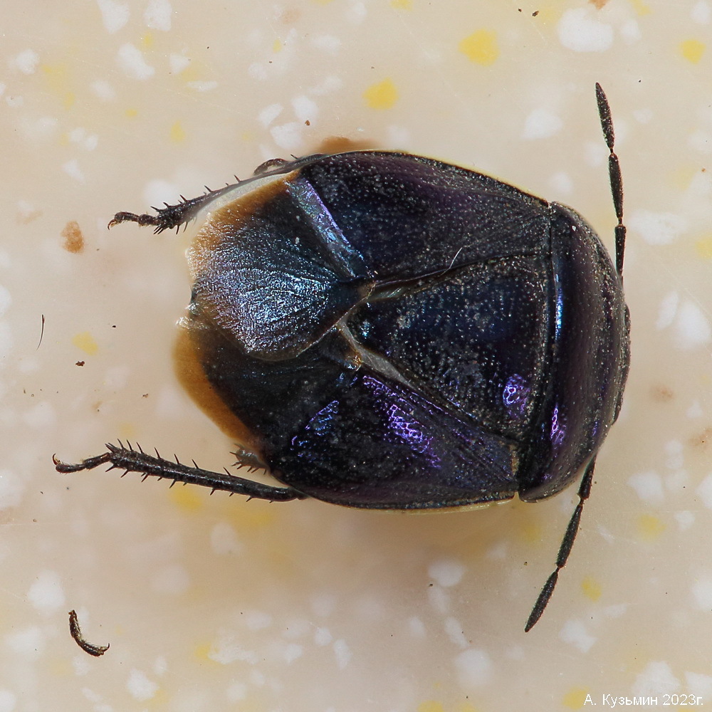 Щитник земляной Canthophorus melanopterus