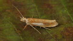Ypsolopha parenthesella