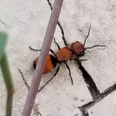 Pseudomethoca propinqua