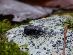 Sphaeroderus schaumii