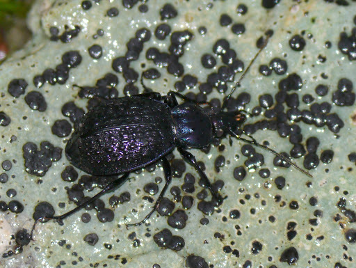 Schaum's False Snail-eating Beetle