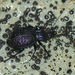 Schaum's False Snail-eating Beetle - Photo (c) Matt Muir, some rights reserved (CC BY)