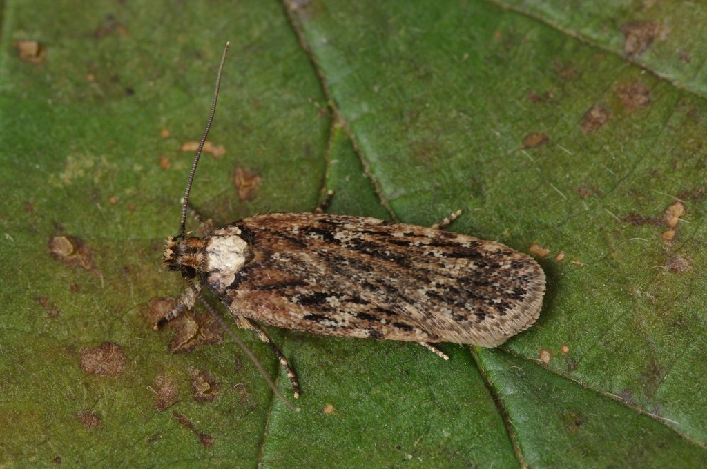 Depressaria chaerophylli