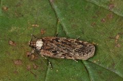 Depressaria chaerophylli