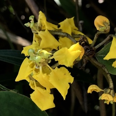 Stigmaphyllon bonariense