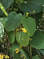 Stigmaphyllon bonariense