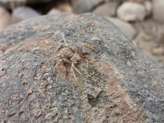 Sicarius crustosus