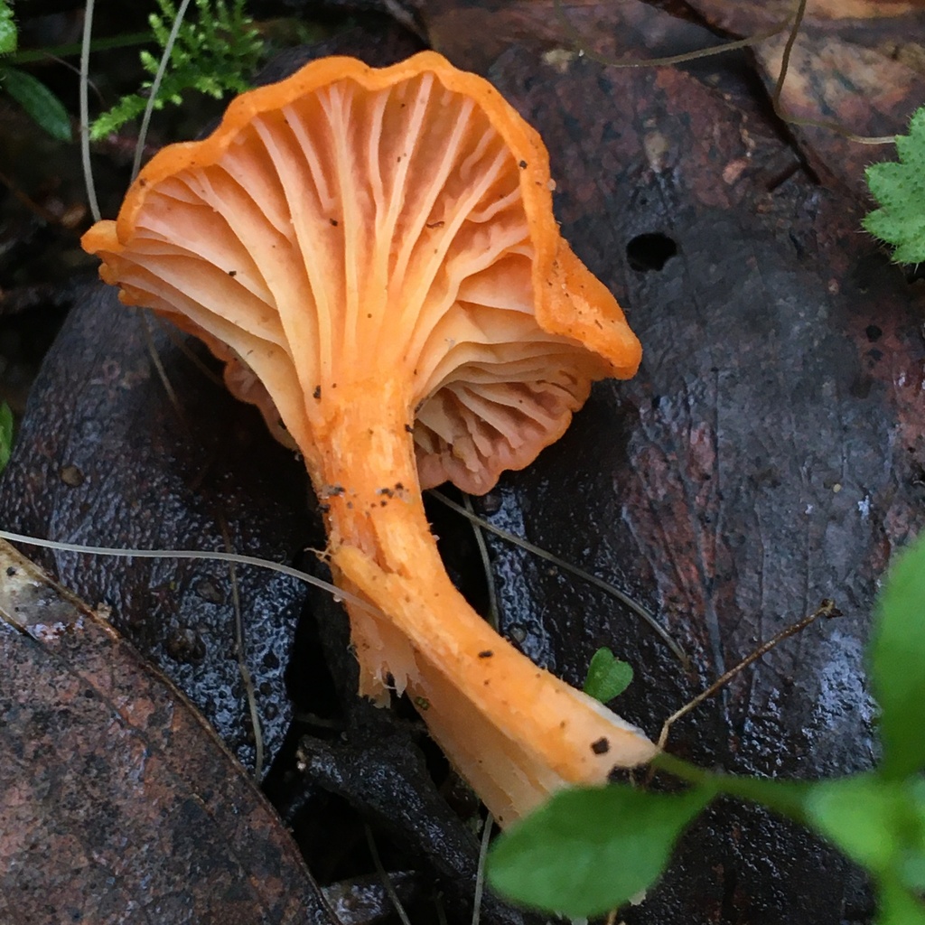 Australian chanterelle in May 2023 by Eileen Laidlaw · iNaturalist