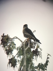 Falco columbarius suckleyi