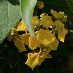 Stigmaphyllon bonariense