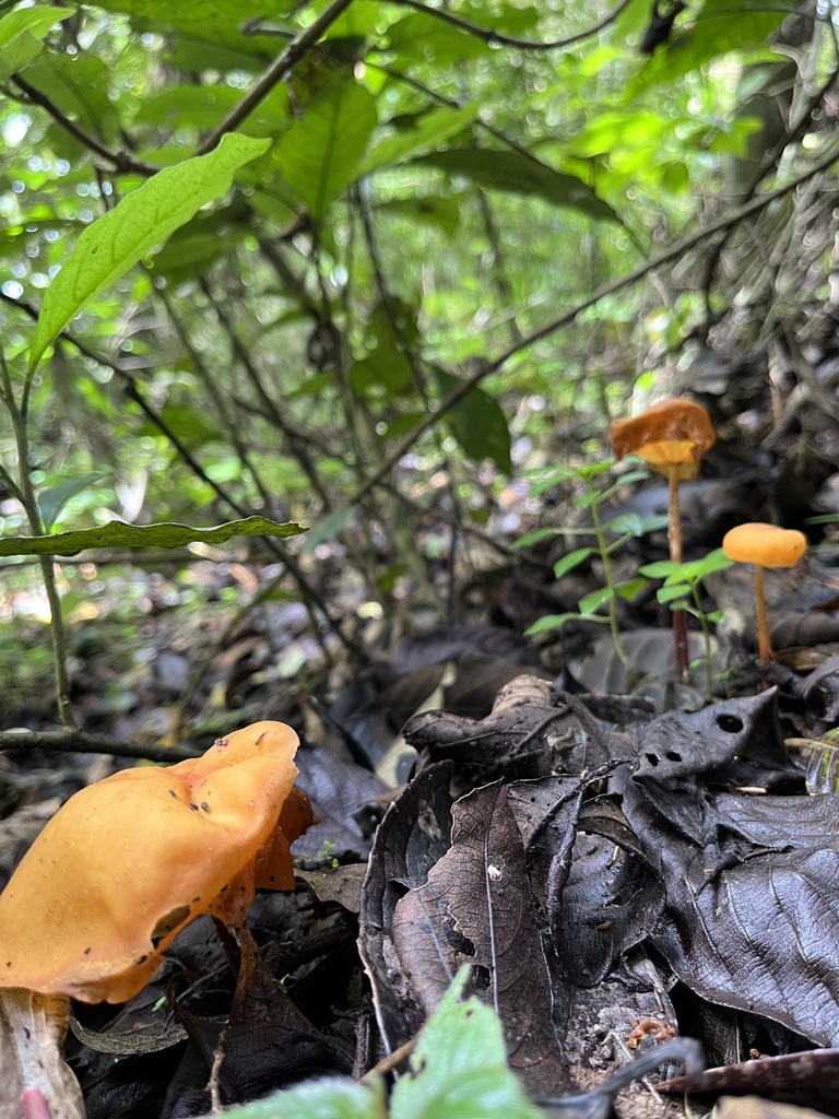Marasmius hymenogloeus · May 2023 · photo: © nbareschu (iNaturalist, cc-by)