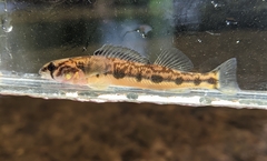 Appalachia Darter photo 4