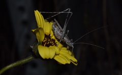 Brachyinsara hemiptera