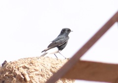 Oenanthe leucura