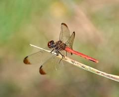Sympetrum risi