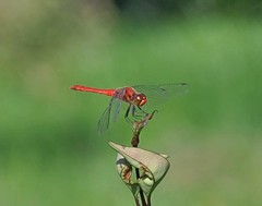Sympetrum darwinianum