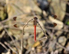 Sympetrum risi